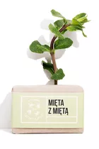 Mydlarnia Cztery Szpaki Mydło Mięta z Miętą